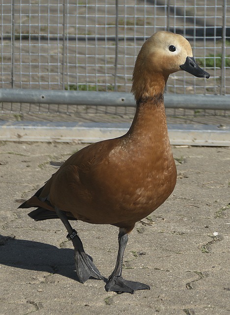 在全球日益